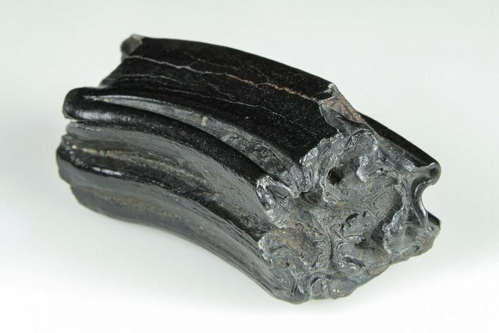 Pleistocene Aged Fossil Horse Tooth - South Carolina #198051